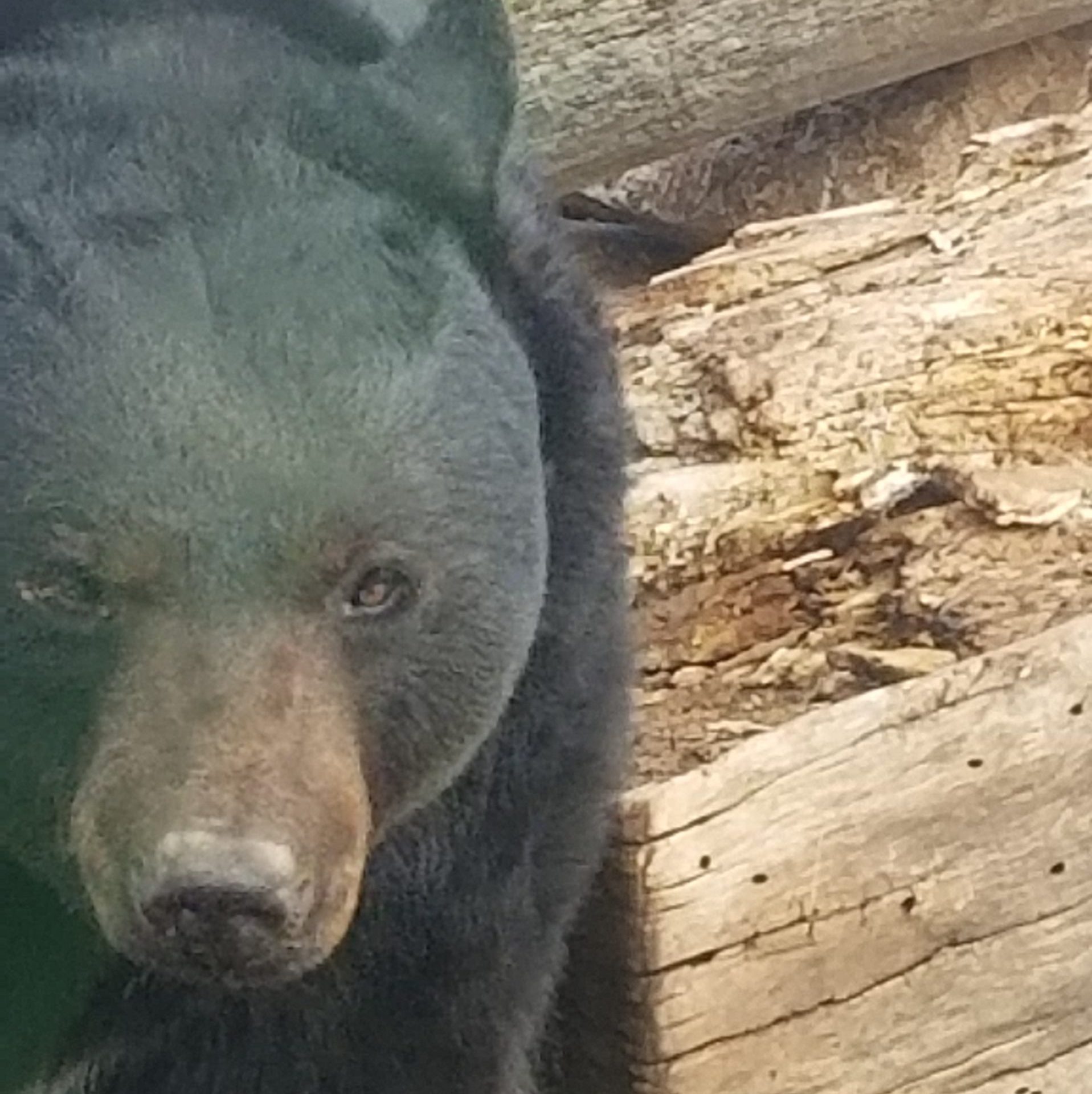 Bear Go Grr